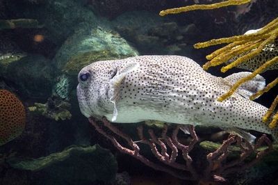 七星区鱼安水族馆(七星区鱼安水族馆经营产品:观赏鱼、水族用品销售)